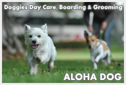 Doggie's Salon, Daycare Center